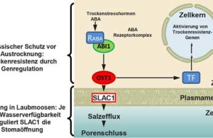 Beim Moos Physcomitrella patens geriet der Anionenkanal SLAC1 zum ersten Mal unter die Kontrolle des Trockenstress-abhängigen Enzyms OST1.