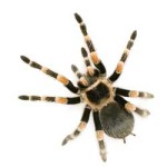 Insectophobie - Lebende Riesen Spinnen und Insekten Ausstellung