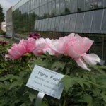 Pflanzenbörse im Botanischen Garten